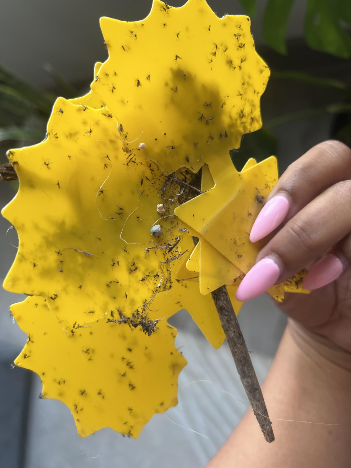Fruit Fly Traps Indoor Fungus Gnat Trap 48PCS for Plants Yellow Outdoor customer photo 2