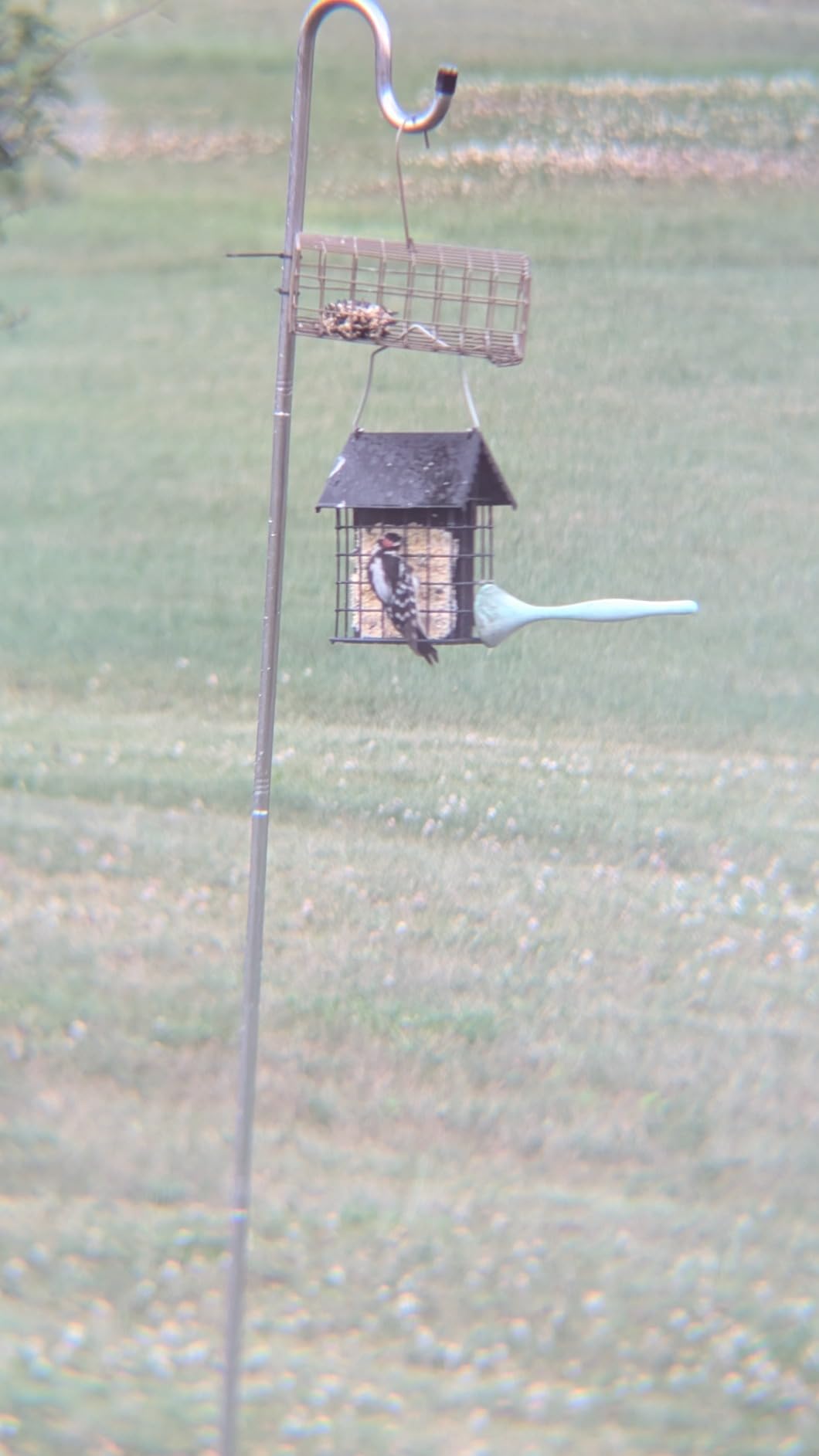 Kingsyard All Metal Double Suet Bird Feeder with Perch customer photo 1