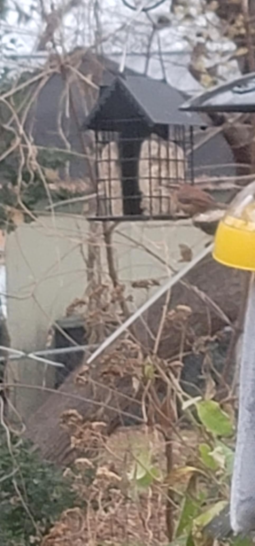 Kingsyard All Metal Double Suet Bird Feeder with Perch customer photo 2