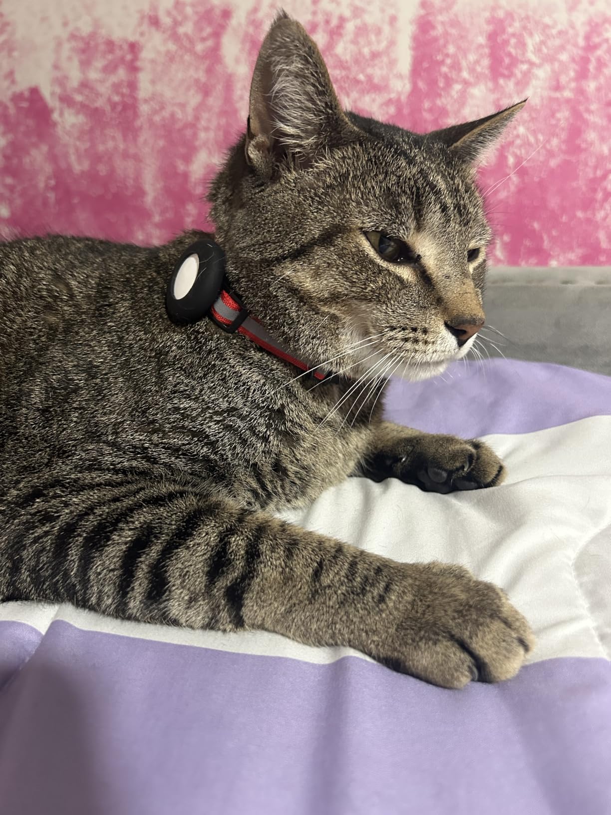 Airtag Cat Collar Breakaway, Reflective Collar with Air Tag Holder customer photo 1