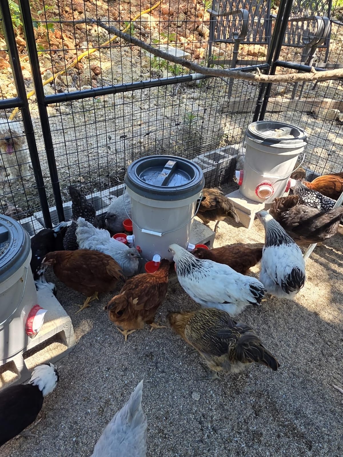Chicken Automatic Waterer Kit for Poultry Float Style Gravity Water Feeder Drinking Cup Bowl 5 Gallon with Mounting Hole Opener, 12 Pack customer photo 2