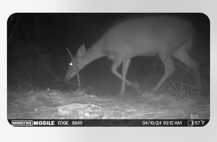 Moultrie Edge Cellular Trail Camera - 2-Pack, 33MP customer photo 2