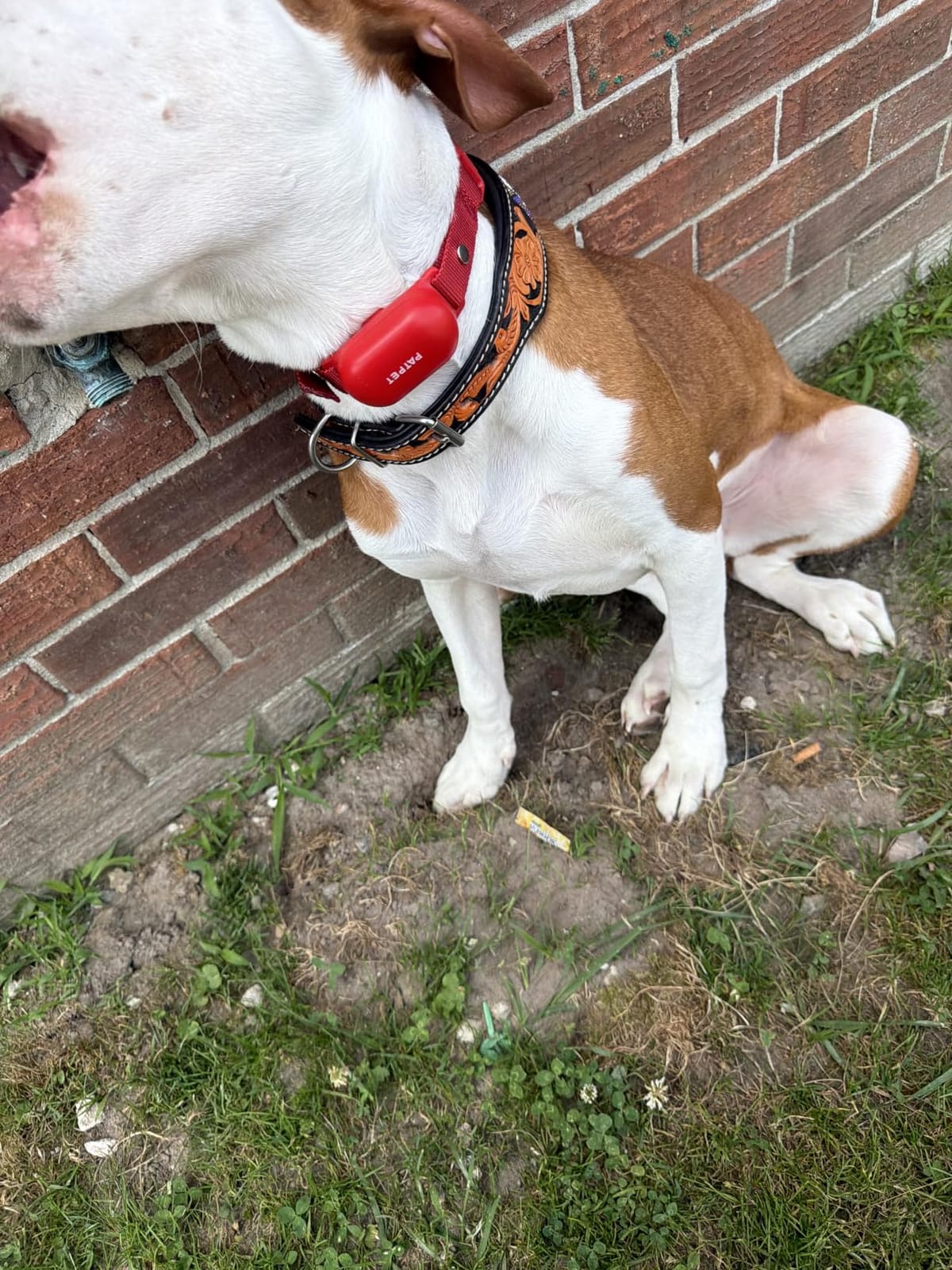 PATPET Dog Shock Collar with Remote Control - 4000FT Safe Training Collar customer photo 1