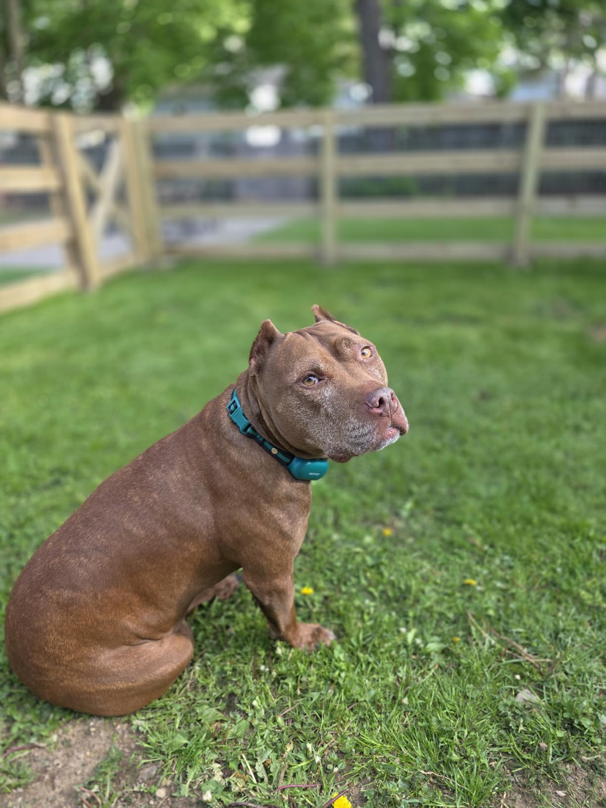 PATPET Dog Shock Collar with Remote Control - 4000FT Safe Training Collar customer photo 2