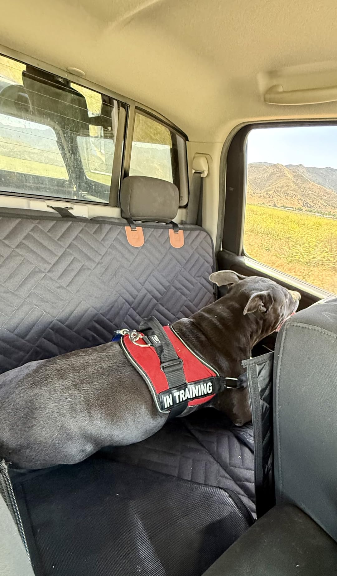 YJGF Hard Bottom Dog Car Seat Cover for Back Seat,Seat Extender for Dogs customer photo 2