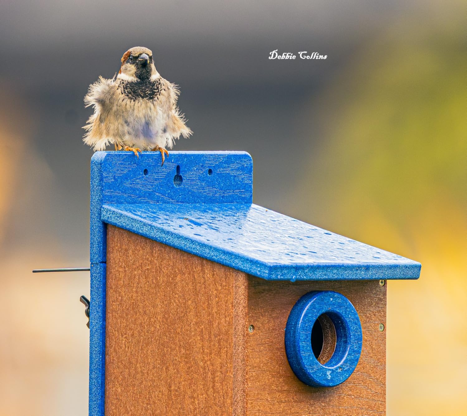 Kingyard Bluebird House, Outdoor Bird House with Predator Guard customer photo 1