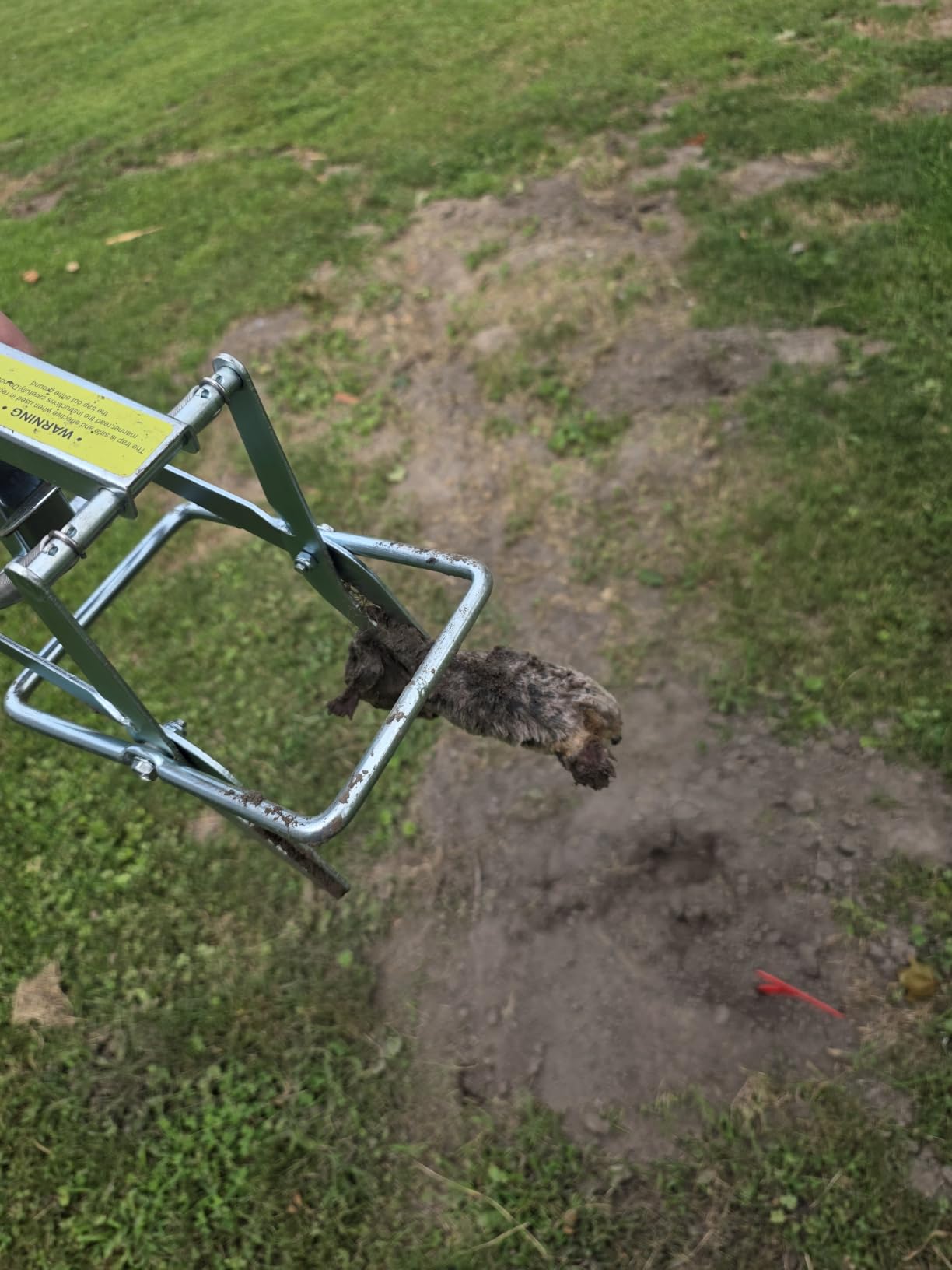 2 Pack Mole Traps,Galvanized Steel Scissor Trap,Reusable Mole Trap Killer,Easy Set Trap for Lawns customer photo 2