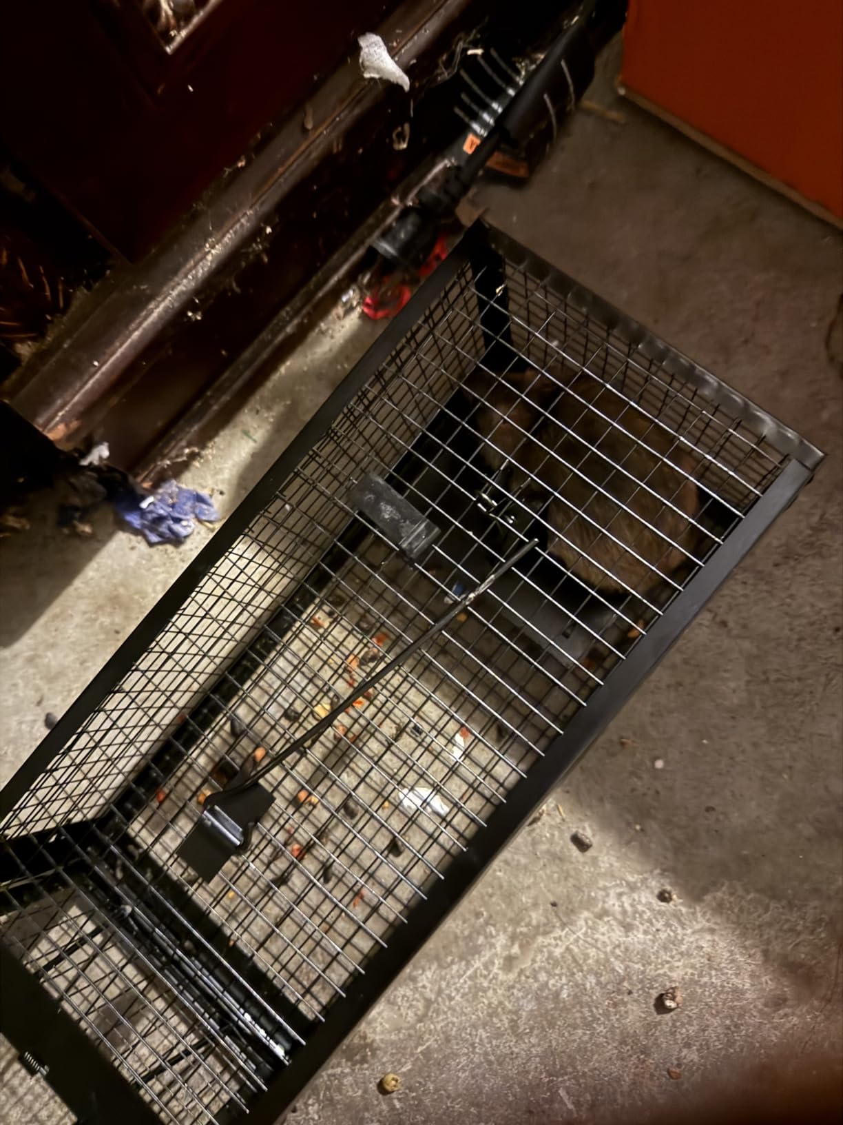 2-Pack Live Chipmunk Traps Humane Vole Hamster Mouse Rat Cage Traps customer photo 1