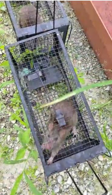 2-Pack Live Chipmunk Traps Humane Vole Hamster Mouse Rat Cage Traps customer photo 2