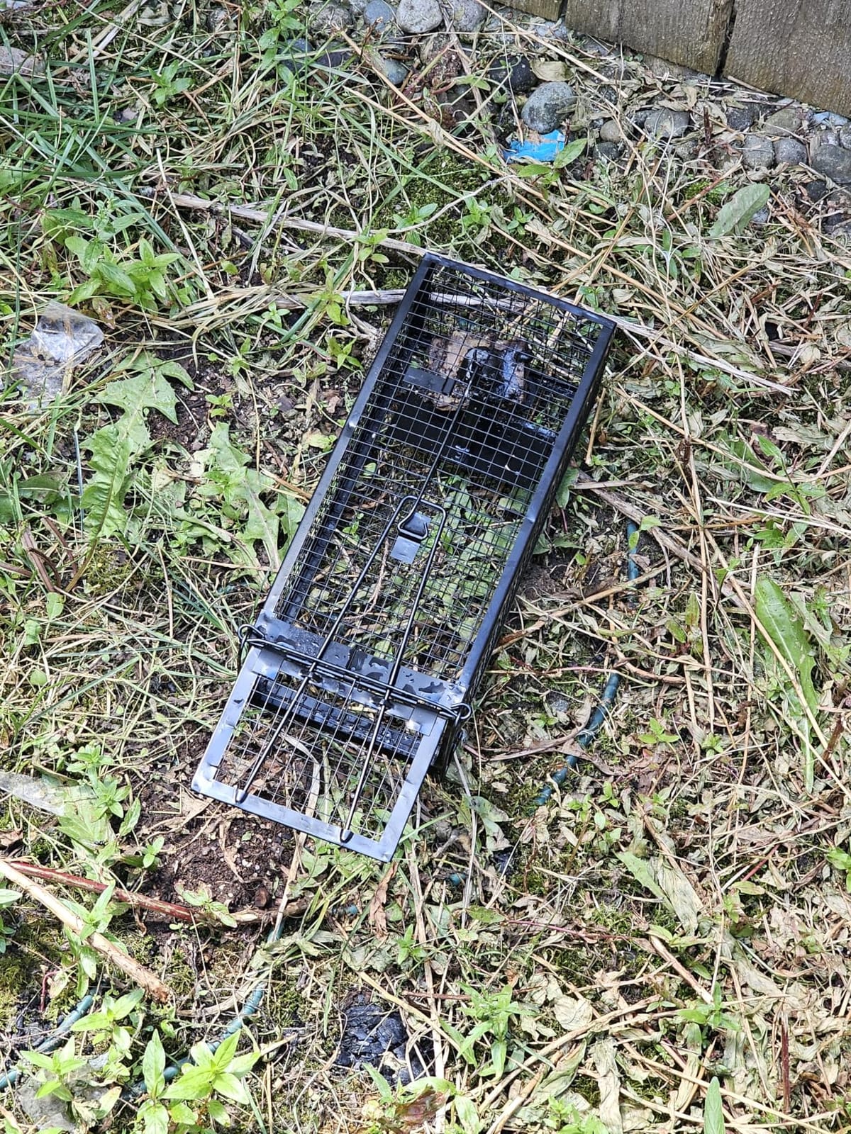2-Pack Rat Traps Humane Live Mouse Vole Chipmunk Trap Cage (Black) customer photo 1