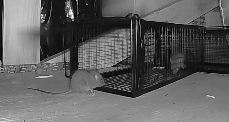 2-Pack Rat Traps Humane Live Mouse Vole Chipmunk Trap Cage (Black) customer photo 2