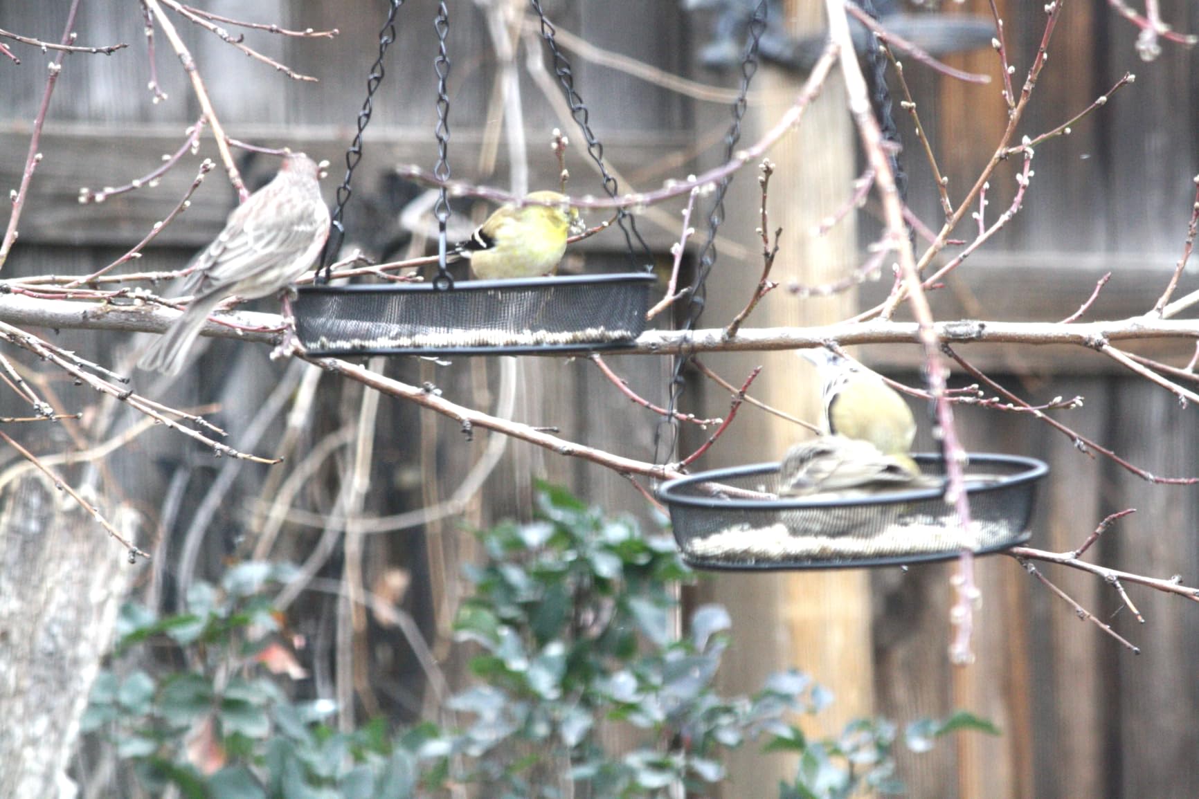 Bird Feeder, Hanging Bird Feeders for Outdoors Metal Mesh Birdfeeder Tray customer photo 2