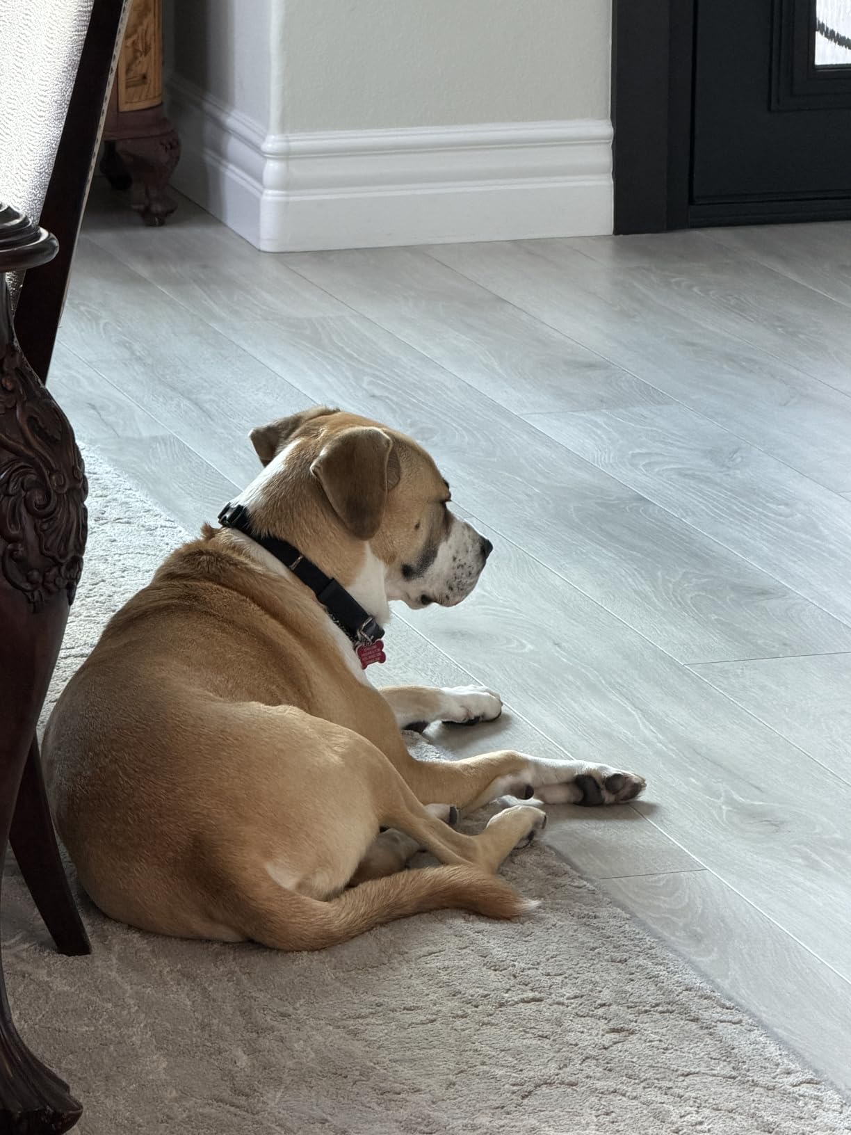 Furbo 360° Dog Camera [Paid Plan Required to Activate] customer photo 2