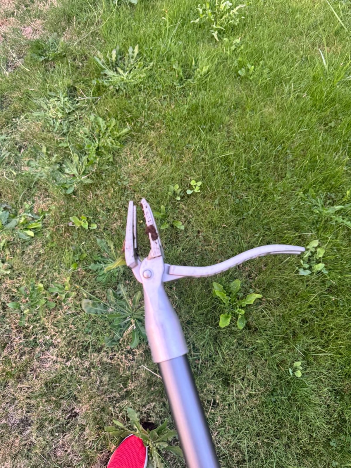 SOMOLUX 52'' Weed Puller Stand-up Weeder Weeding Tool for Gardening Heavy-duty Stainless Steel Claw with Long Metal Handle Weed Remove Tool for Lawn/Yard and Garden without Bending or Kneeling customer photo 1