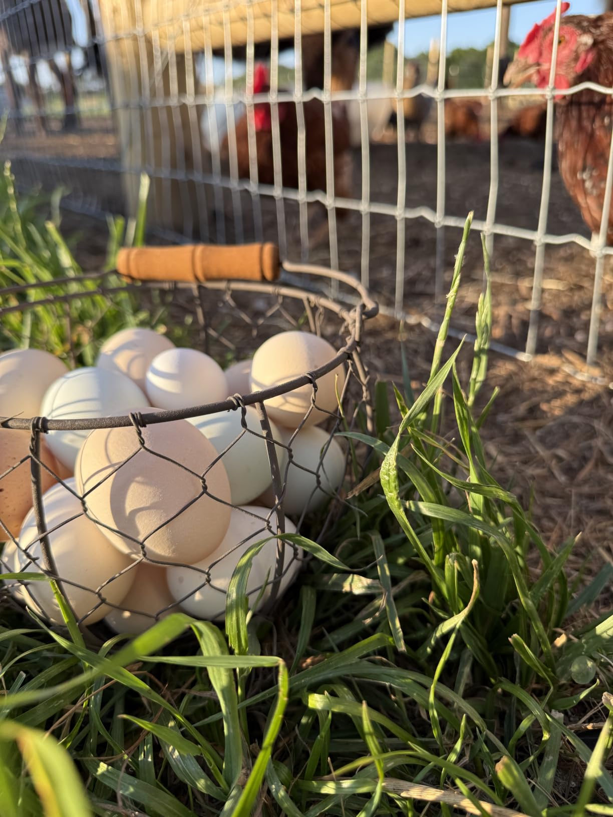Wire Egg Basket for Gathering Fresh Eggs,Rustic Metal Egg Basket customer photo 2