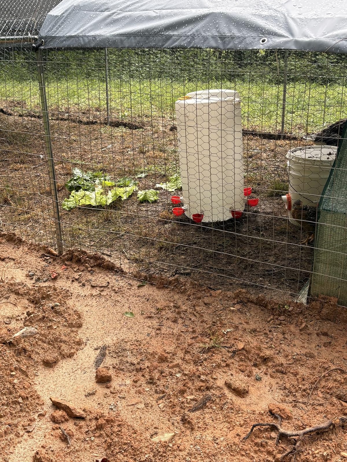 Chicken Waterer Cups (8 Pack) with 3/8
