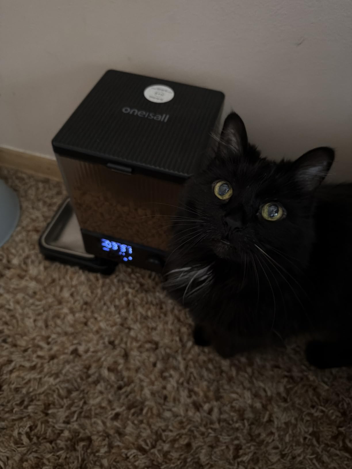oneisall Automatic Cat Feeder for 2 Cats Pets, Timed Cat Food Dispenser customer photo 2