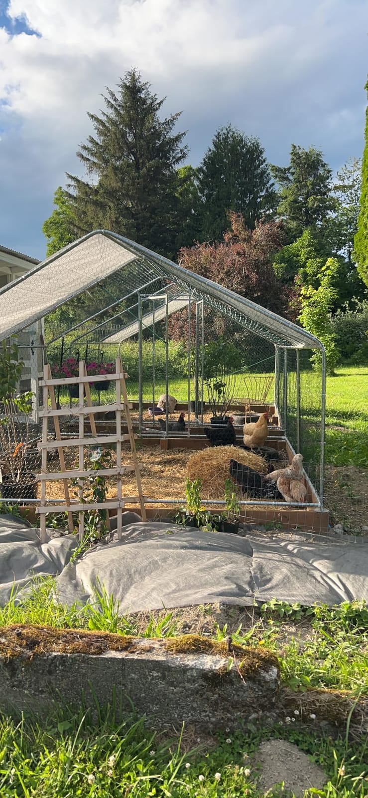 Walk-in Metal Chicken Coop 9.8x6.5x6.5 ft, Waterproof Cover, PVC Wire Mesh customer photo 2