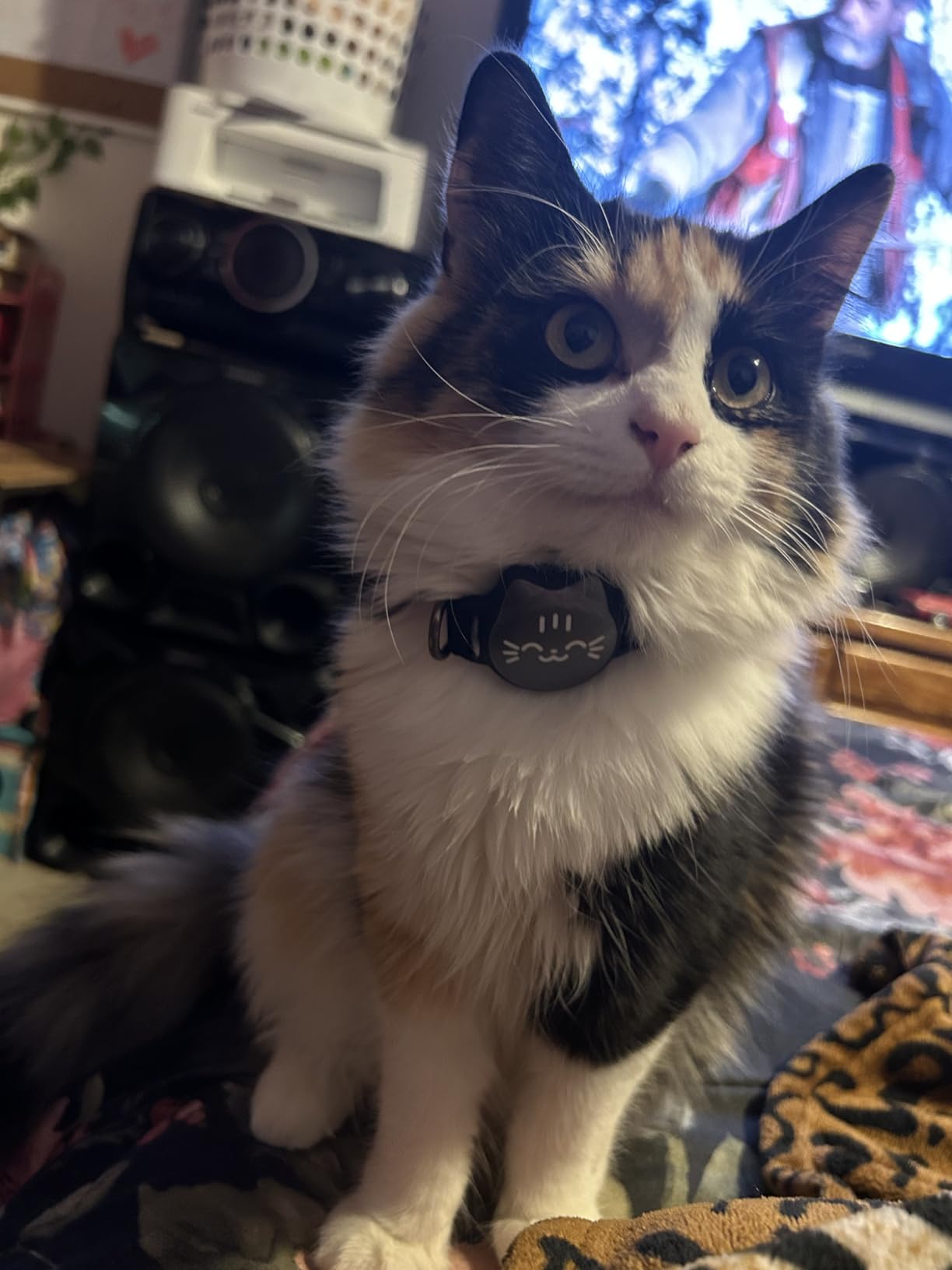 AirTag Cat Collar, Reflective Breakaway Collar, Hidden Holder with Bell customer photo 1