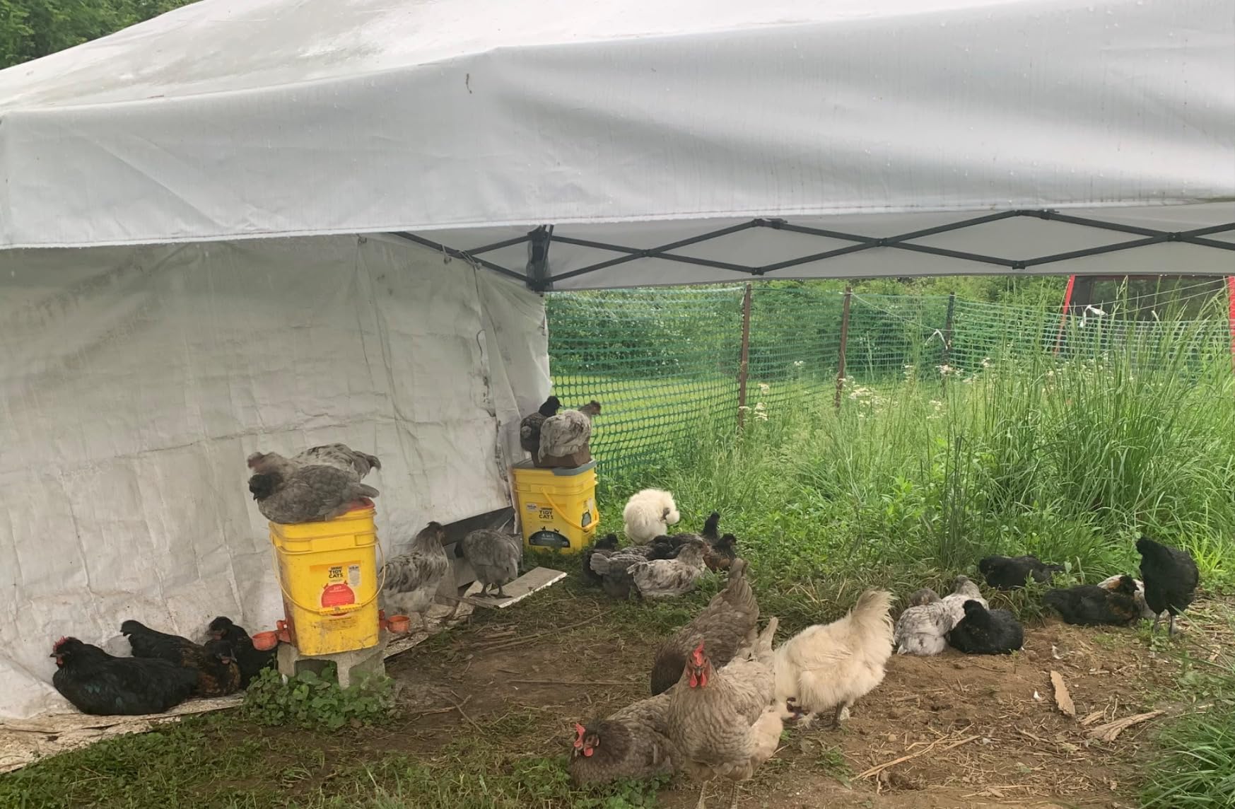 Chicken Feeder No Waste Rat Proof Automatic Treadle Feeder 15 Lbs customer photo 1