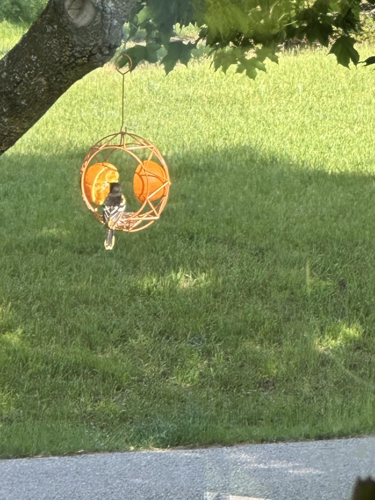 MEKKAPRO Sun Baltimore Oriole Feeders for Outdoors, 2Cups Metal Bird Feeder customer photo 1
