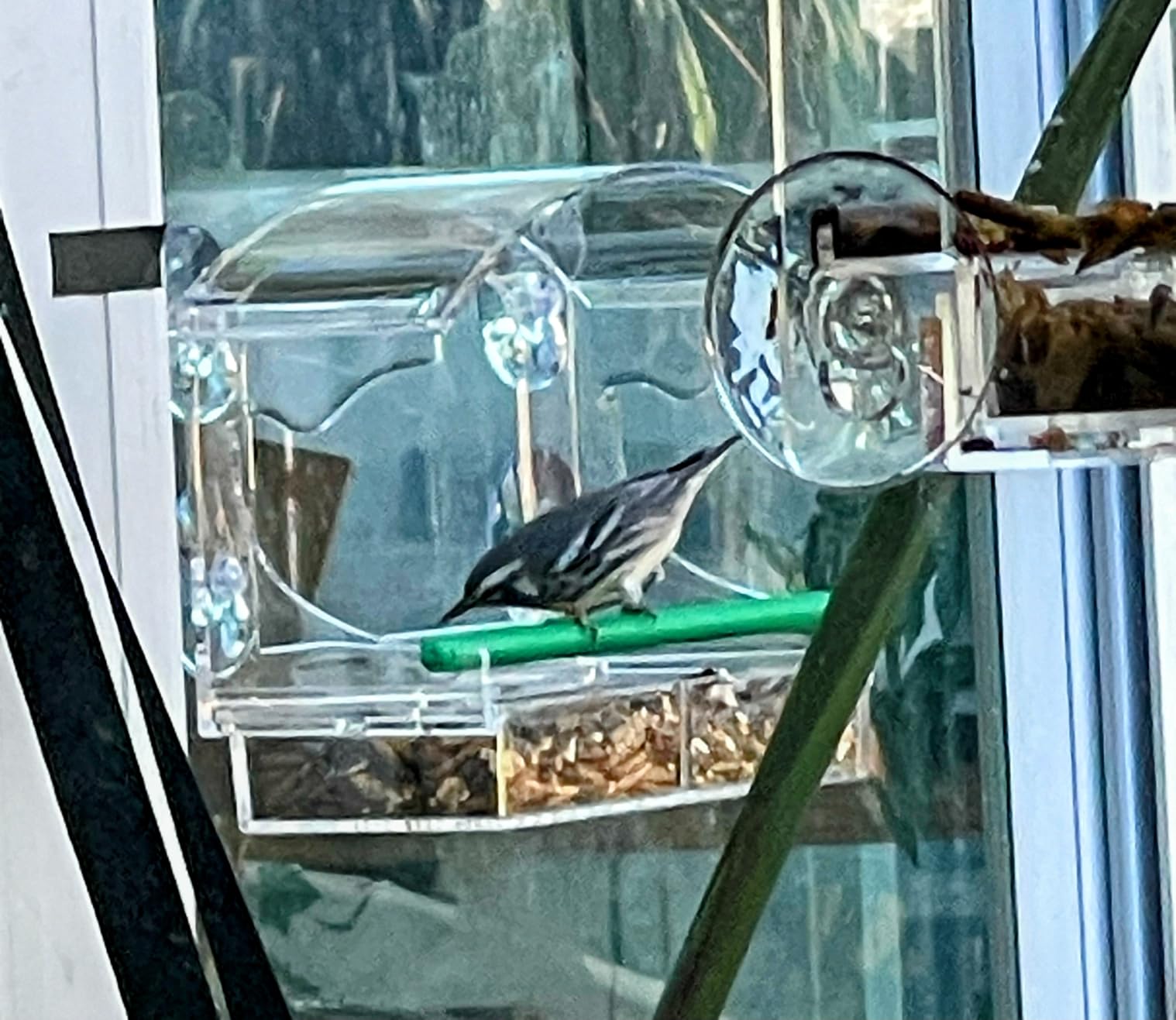 Clear Acrylic Window Bird Feeder for Outside with 4 Strong Suction Cups and Detachable Seed Tray, Highly Transparent Outdoor Viewing Birdfeeder, Wild Bird House Box customer photo 1