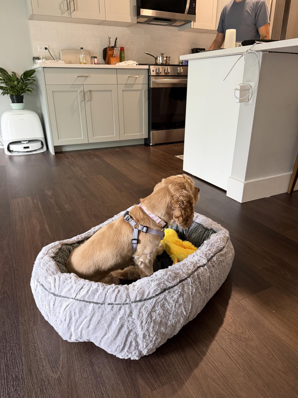 INVENHO Medium Dog Beds for Medium Dogs Washable, Rectangle Dog Bed Medium Size Dog, Orthopedic Dog Bed, Warming Soft Calming Sleeping Puppy Bed Durable Pet Bed with Anti-Slip Bottom M(30