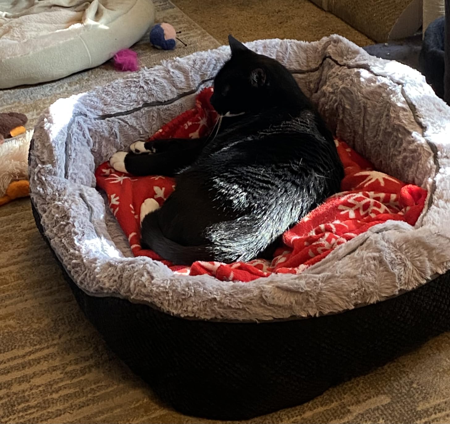 INVENHO Medium Dog Beds for Medium Dogs Washable, Rectangle Dog Bed Medium Size Dog, Orthopedic Dog Bed, Warming Soft Calming Sleeping Puppy Bed Durable Pet Bed with Anti-Slip Bottom M(30