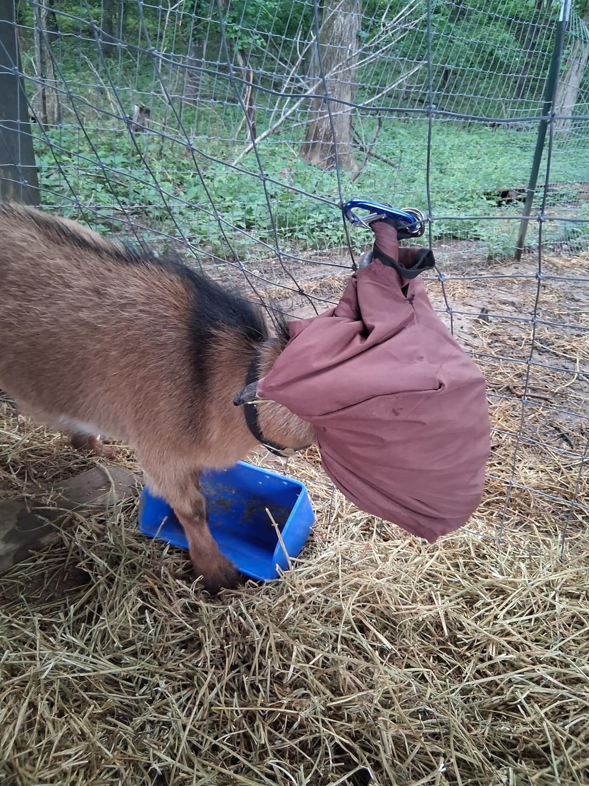 3 Packs Goat Hay Feeder, Hay Bags for Goats, Horses, Sheep customer photo 2
