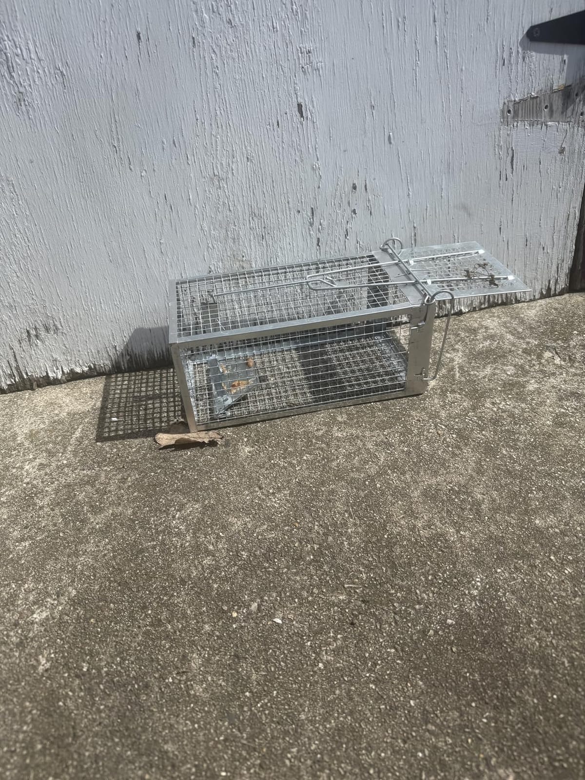 2 Packs Humane Rat Mouse Trap Outdoor Live Animal Cage Indoor & Outdoor customer photo 1