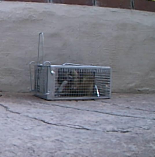 2 Packs Humane Rat Mouse Trap Outdoor Live Animal Cage Indoor & Outdoor customer photo 2