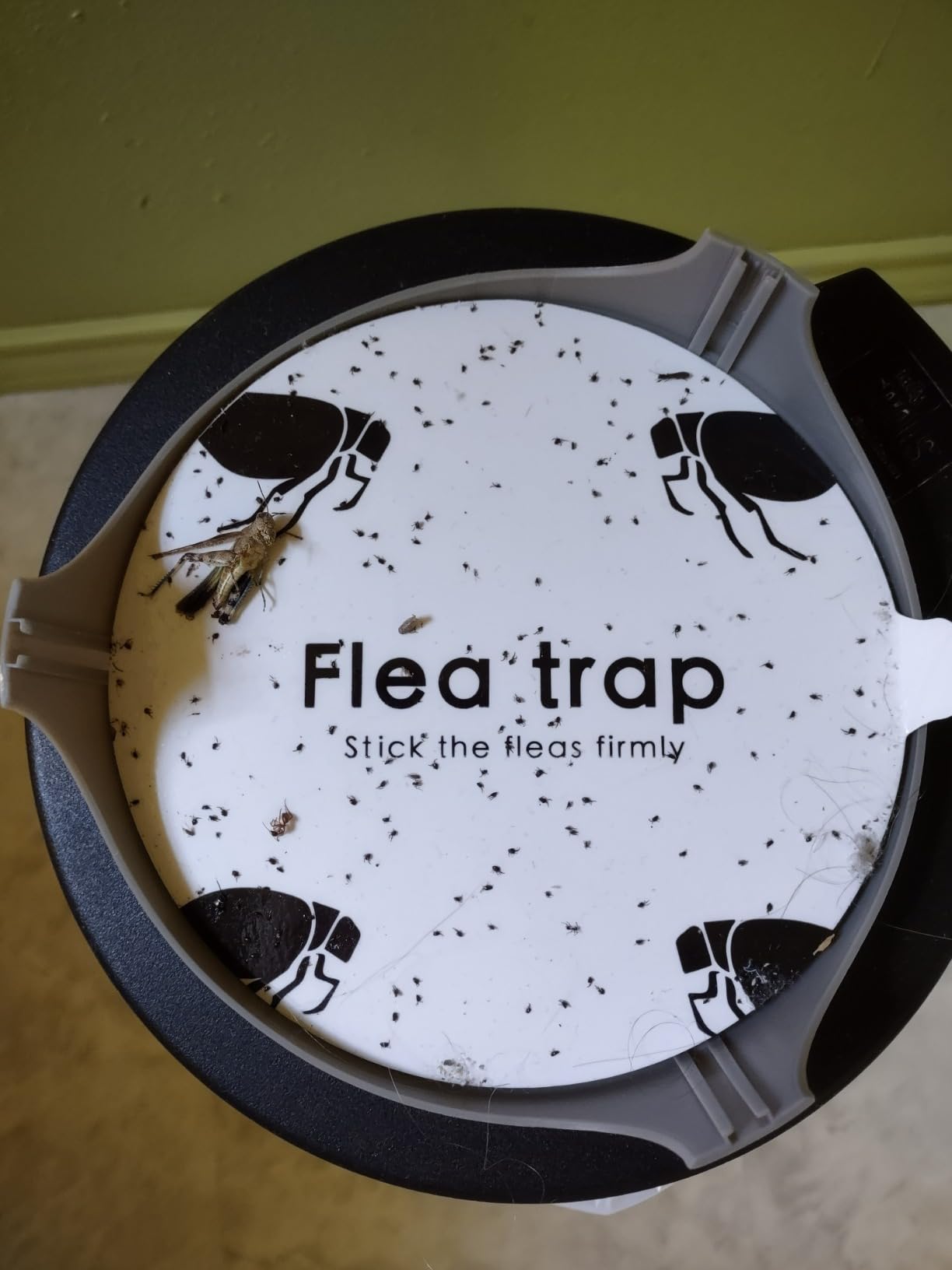 Flea Trap for Inside Your Home 2 Packs - Premium Electric Flea Traps, Natural and Child-Friendly Indoor Flea Control for Home & Garage with 5 Glue Disc Refills and 5 Lightbulbs customer photo 2