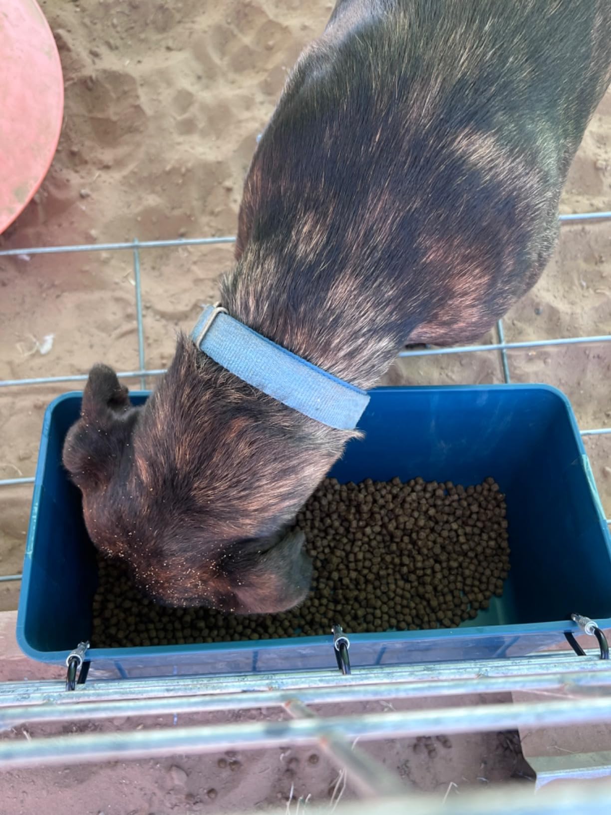 Large Feed Trough and Goat Feeder - 2 Pack Hanging Feeder with Clips, Waterer Bucket, Fence Feed Trough, Goat Supplies, 10 Quart customer photo 2