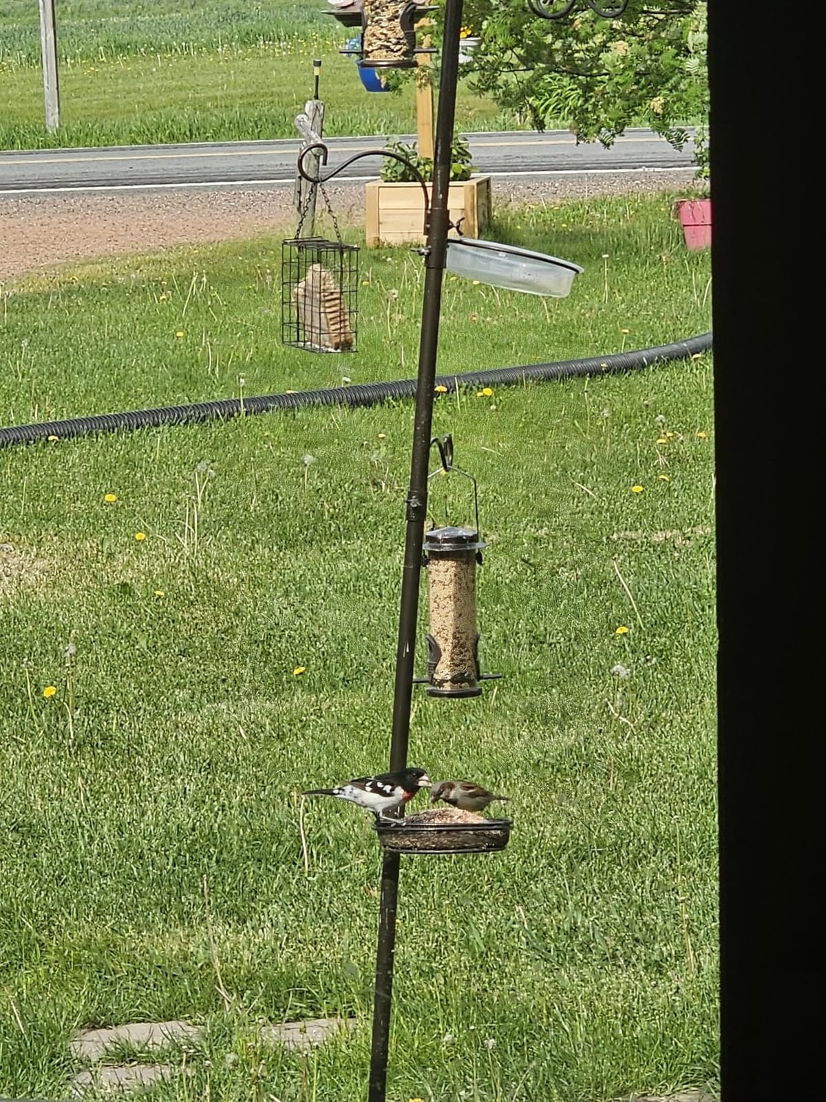 YINGYM 6-Hook Bird Feeding Station, 94 Inch Bird Feeder Pole for Outdoors customer photo 1
