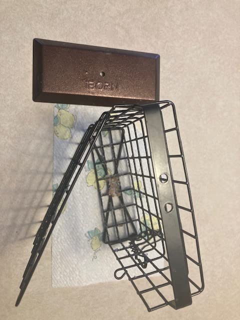 iBorn Double Suet Feeder for Outside Hanging,Weatherproof Suet Feeders,Suet Holder with Taller Grid for Woodpecker, Suet Cage Bird Feeders for Outdoors,Easy to Clean & Refill,All Metal,Black customer photo 1