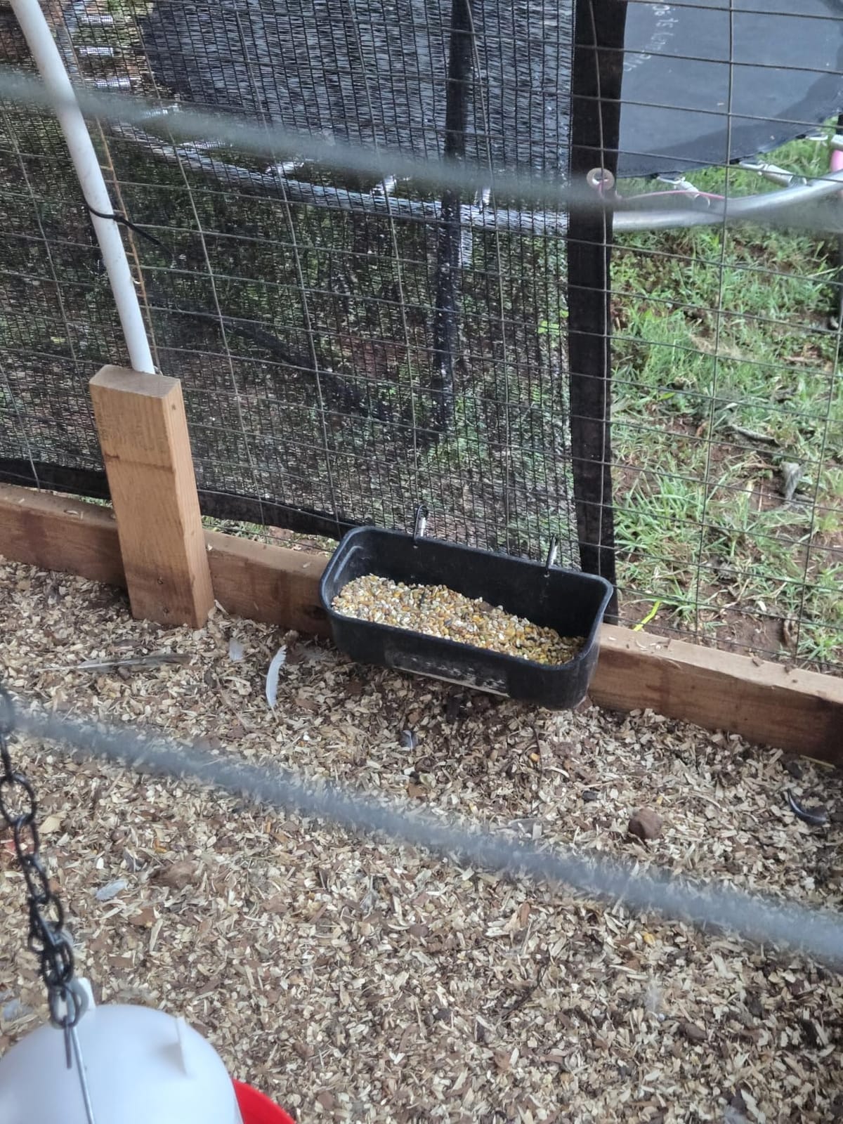 Terminalia Hanging Chicken Feeder Duck Waterer, 2.6 Quart Medium Capacity, No Spill Poultry Feeder Waterer for Backyard Chicken Duck customer photo 1