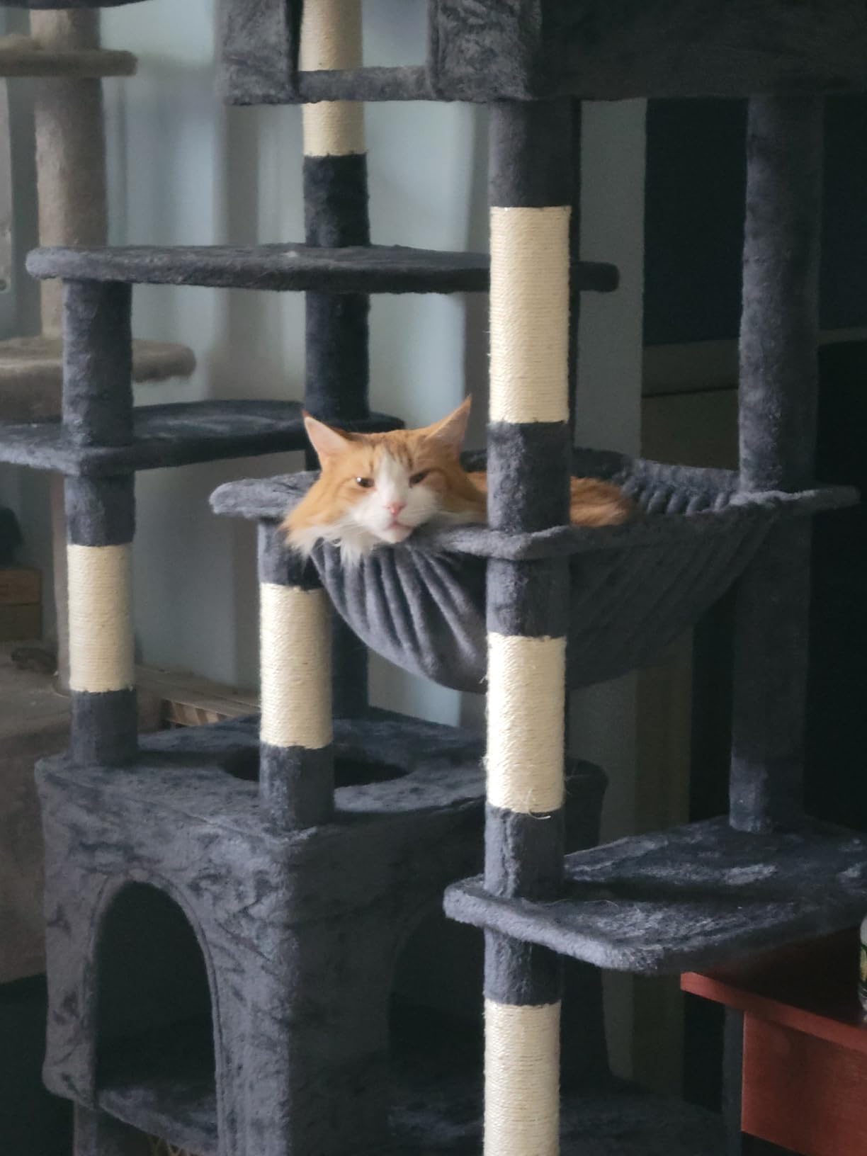 Heybly Cat Tree for Large Cats, 20lbs Heavy Duty, 60 inches XXL HCT050G customer photo 2