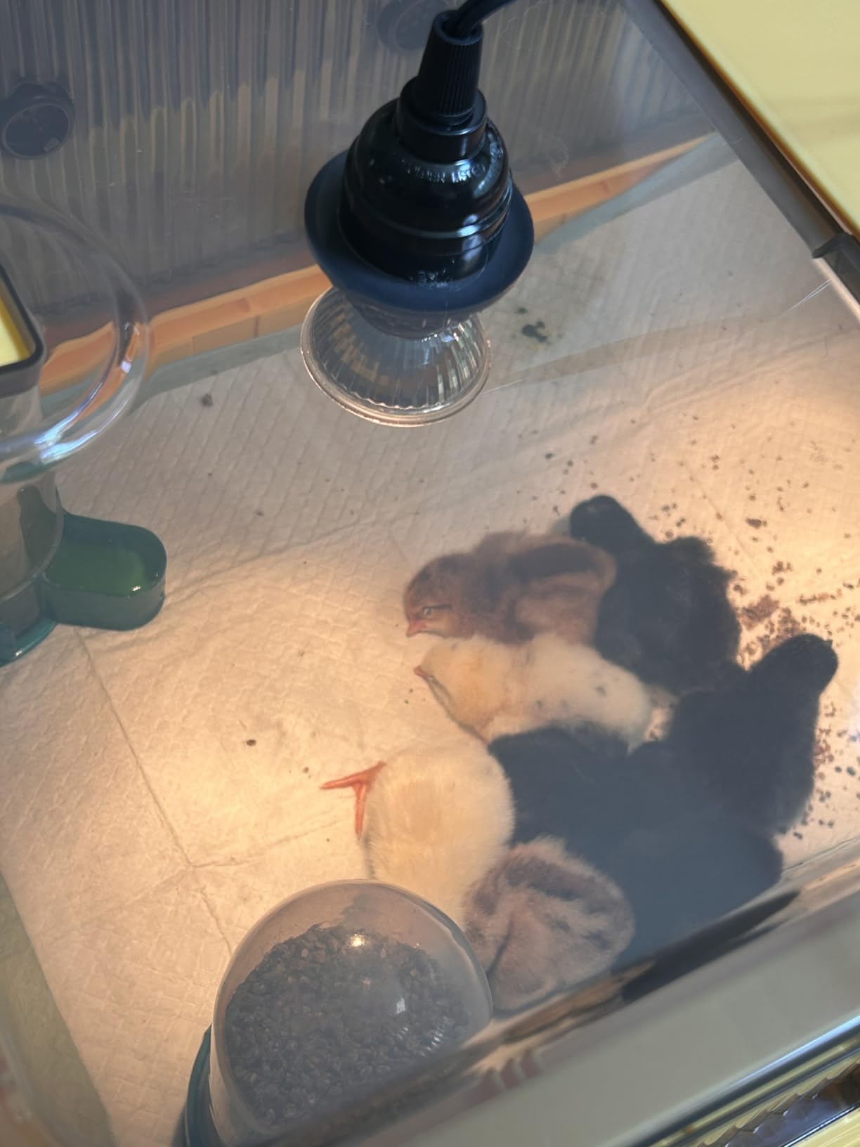 Chicken Brooder Box for Chicks, Brooder Heater Warms up to 20 Chicks with Feeder and Waterer, Poultry Breeding Box Suitable for Chick Duckling Parrot Lizard (Large) customer photo 1