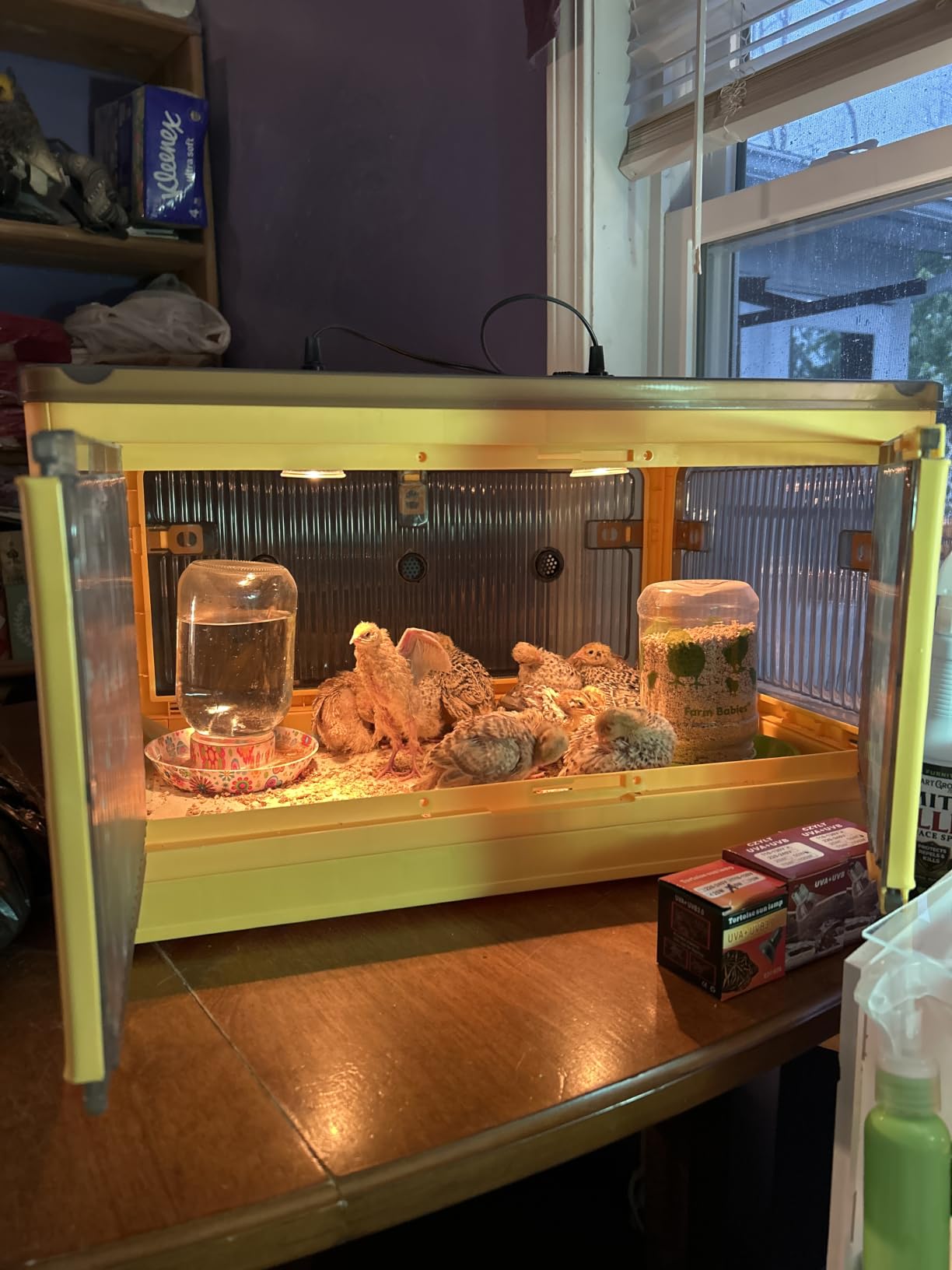 Chicken Brooder Box for Chicks, Brooder Heater Warms up to 20 Chicks with Feeder and Waterer, Poultry Breeding Box Suitable for Chick Duckling Parrot Lizard (Large) customer photo 2
