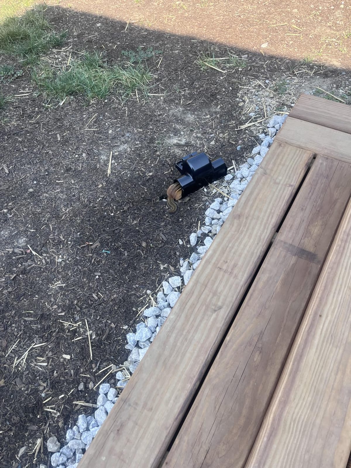 TRATPER Rat and Chipmunk Traps. Prevents Accidental Triggering with Dual Tunneled Design. Covered Snap Traps for Humane Kill, Reusable, Pest Control for Rats, Indoor & Outdoor Use. 2 Pack customer photo 2