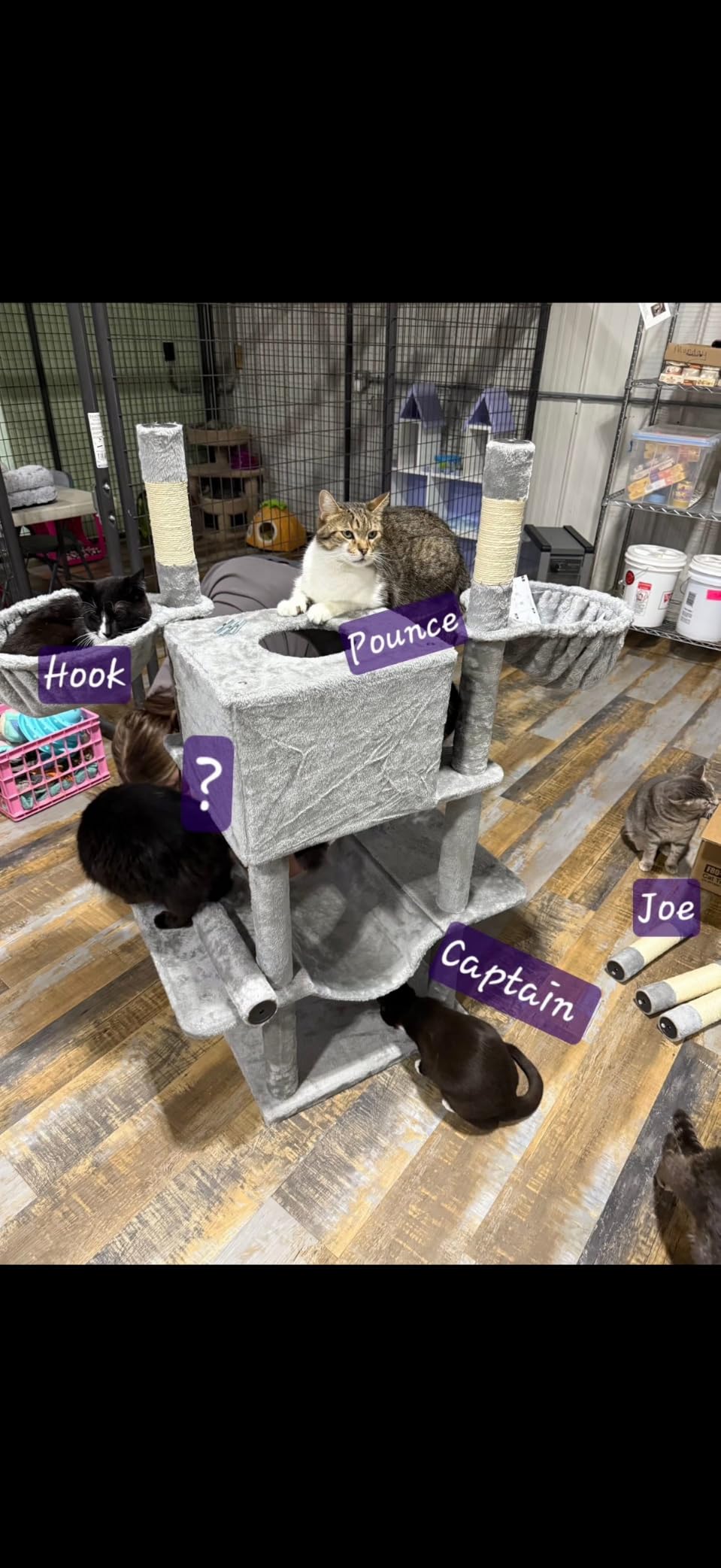 Globlazer Big XXL Cat Tower for Indoor Multiple Cats, F80, Dark Grey customer photo 1