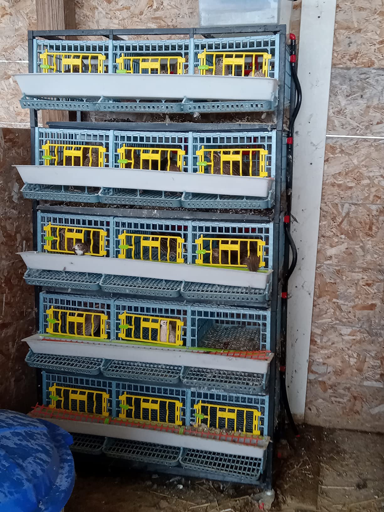 Hatching Time Quail Breeding Cage Indoor, 3 Section, 2 Layer, Jumbo customer photo 1