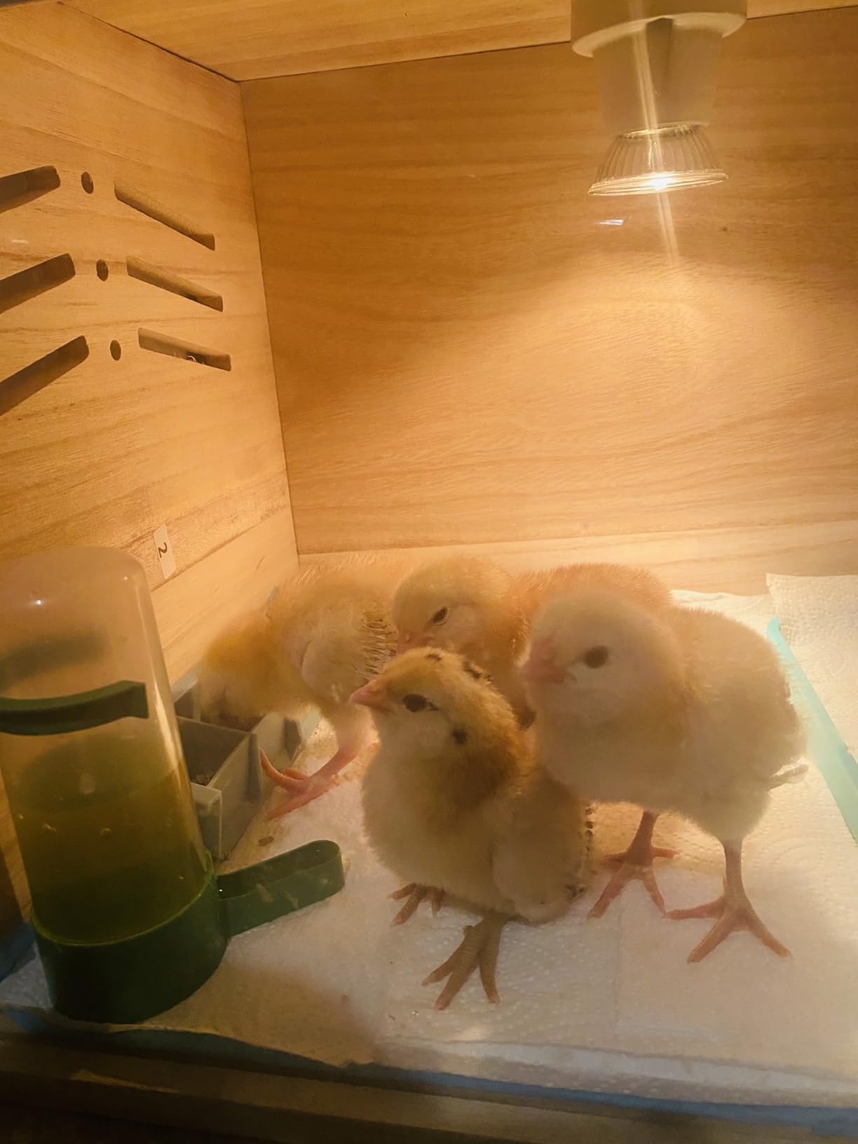 Chicken Brooder Box for Chicks & Quail with 3 Absorbent Pads, Feeder and Waterer - Adjustable Temperature Control Brooding Box for Small Chicken Coop & Quail Cage (15.7x12x12 Inches) customer photo 1
