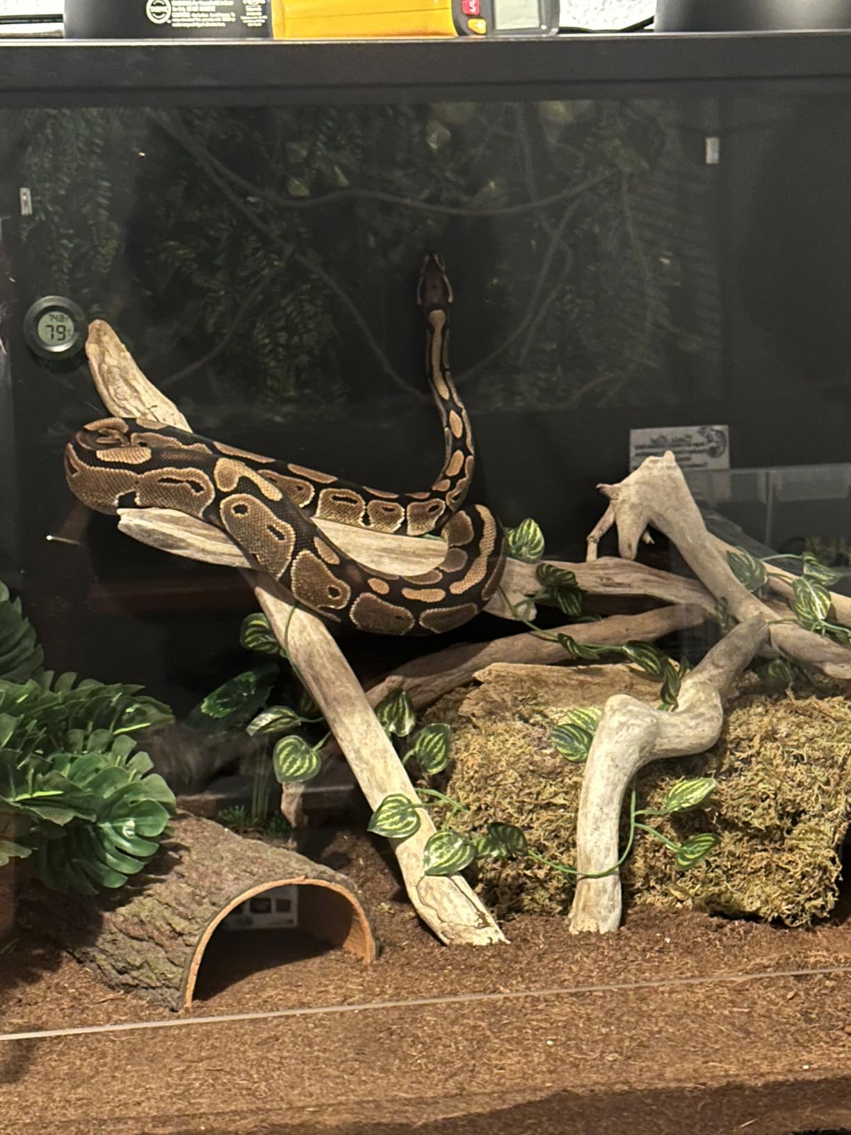 Phailozoo 120 Gallon Reptile Tank, Stackable 4x2x2 Reptile Enclosure customer photo 1