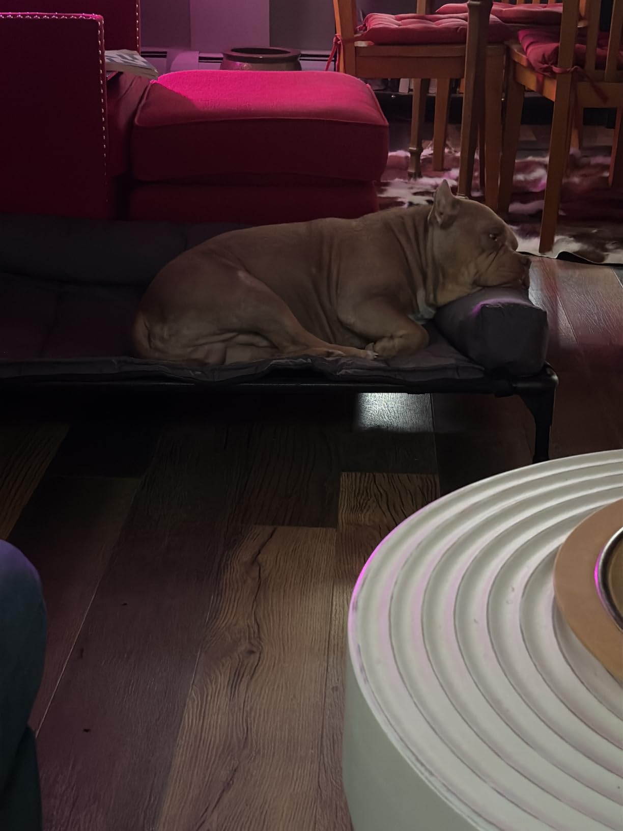Veehoo Outdoor Elevated Dog Bed with Waterproof Bolster Cushion, Cooling customer photo 1