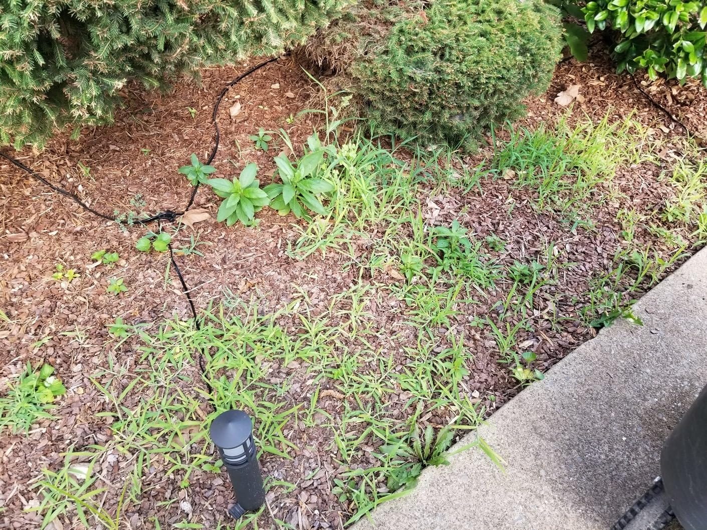 BlumWay 60 INCH Weed Grass Cutter, Double-Edged Serrated Sharp Steel Blade customer photo 1