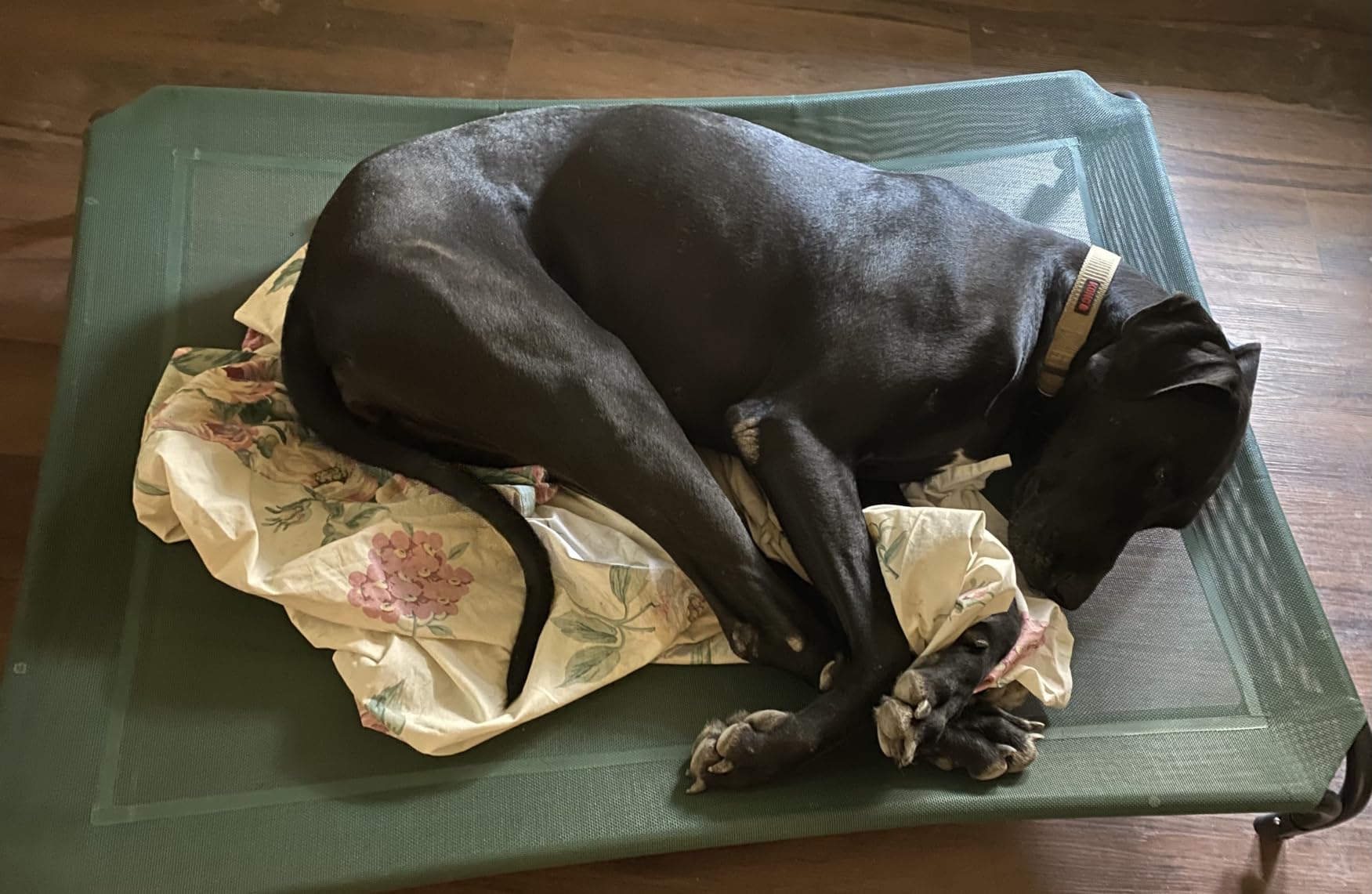 Czpalo Outdoor Elevated Dog Bed for Large Sized Dogs, No-Tool Assembly. customer photo 2