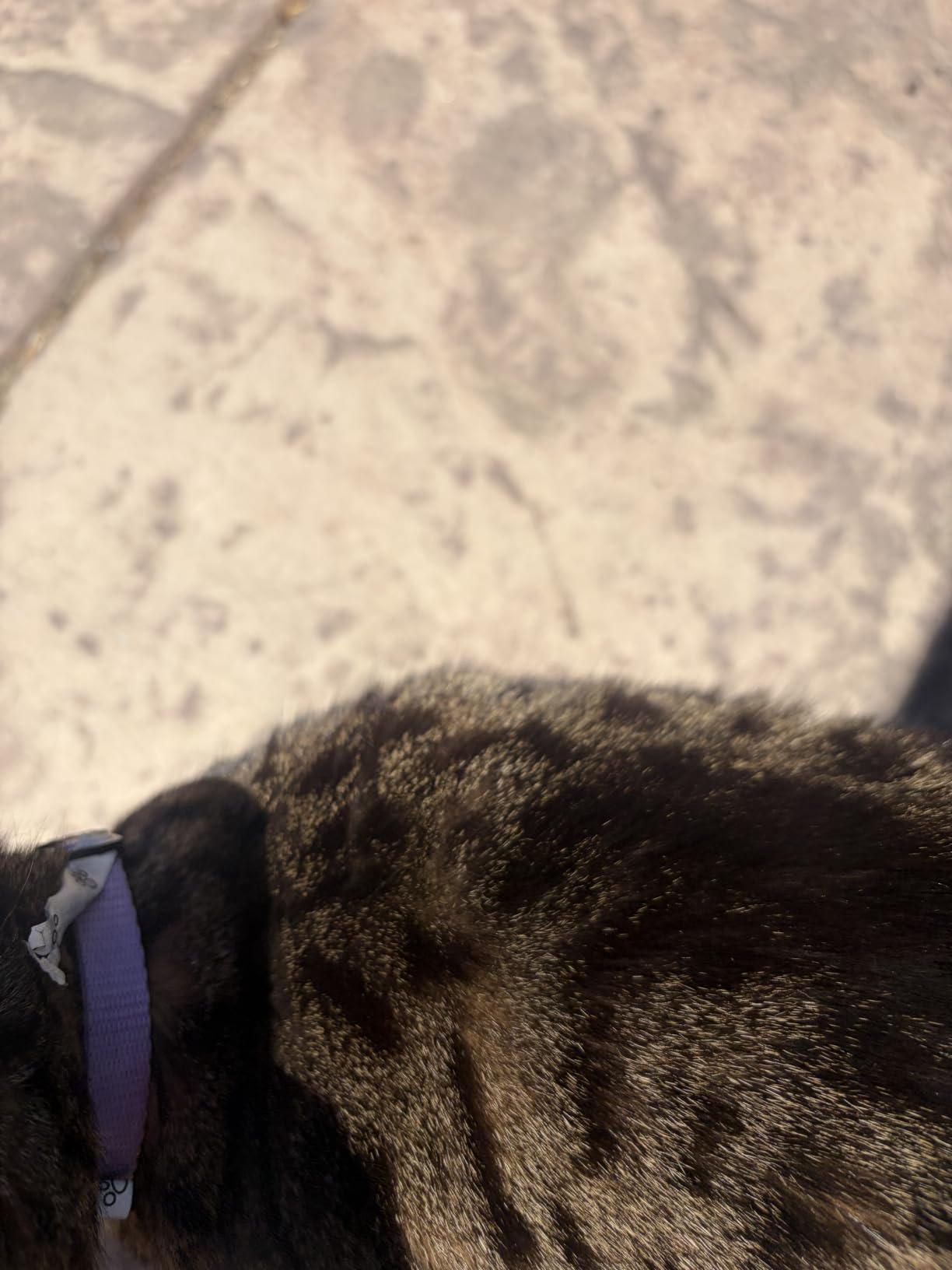 Reflective AirTag Cat Collar, Integrated Cat Collar with Air Tag Holder customer photo 1