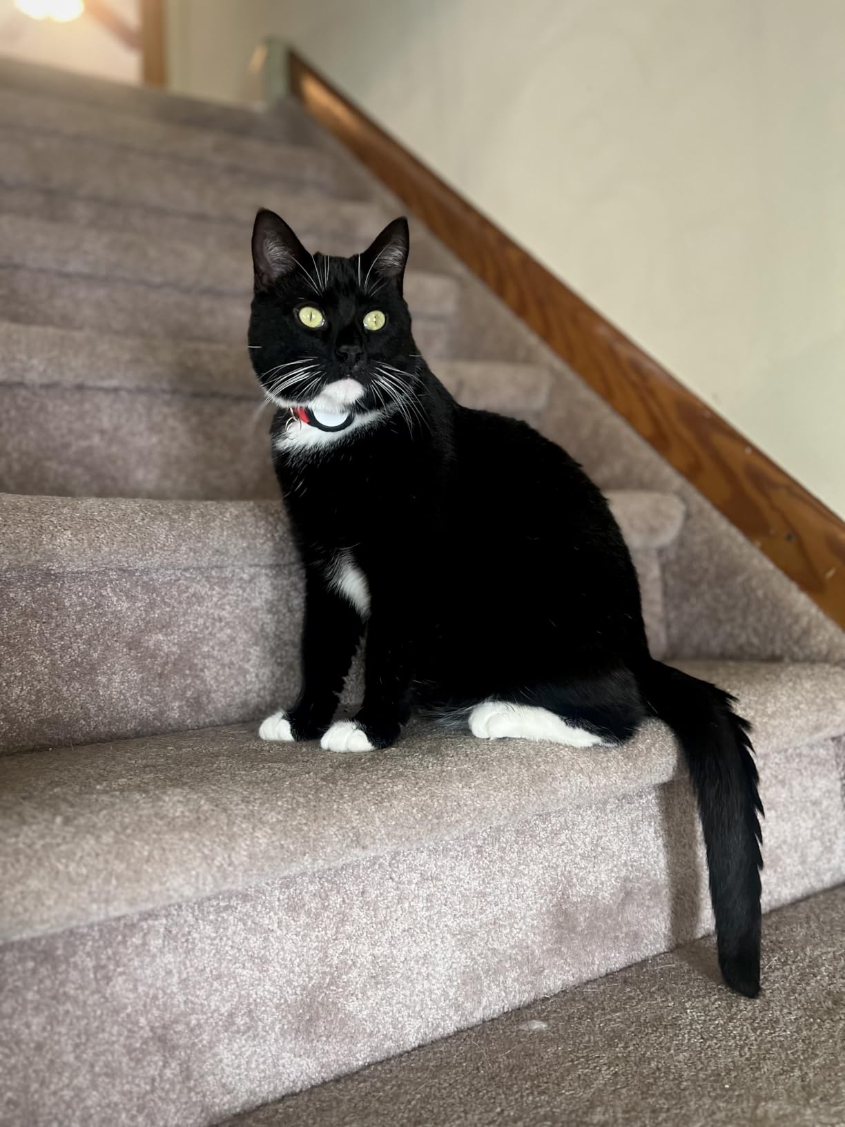 Reflective AirTag Cat Collar, Integrated Cat Collar with Air Tag Holder customer photo 2