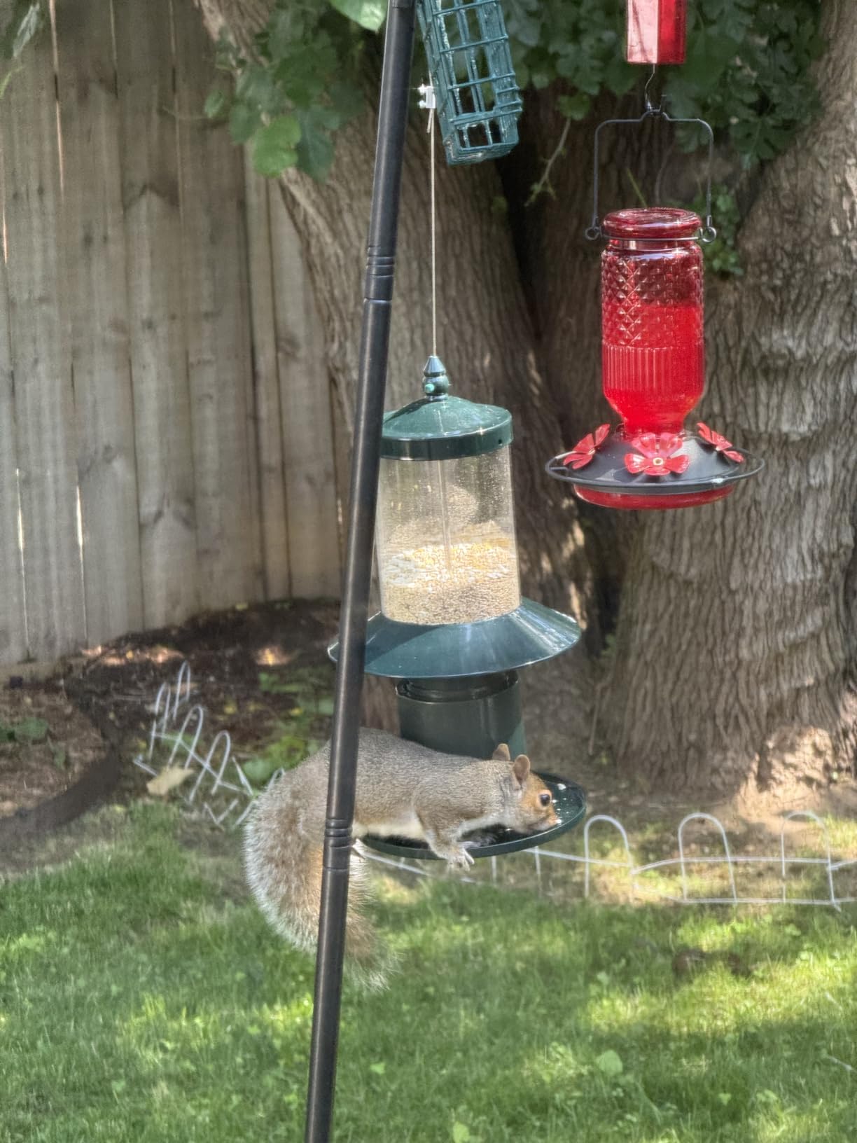 Gtongoko Bird Feeder Pole for Outdoors Heavy Duty, 92 Inch Double Shepherds Hook with 5-Prong Stable Base, 3/4 Inch Thick Hummingbird Feeder Stand for Hanging Plants, Lanterns, 1 Pack customer photo 2